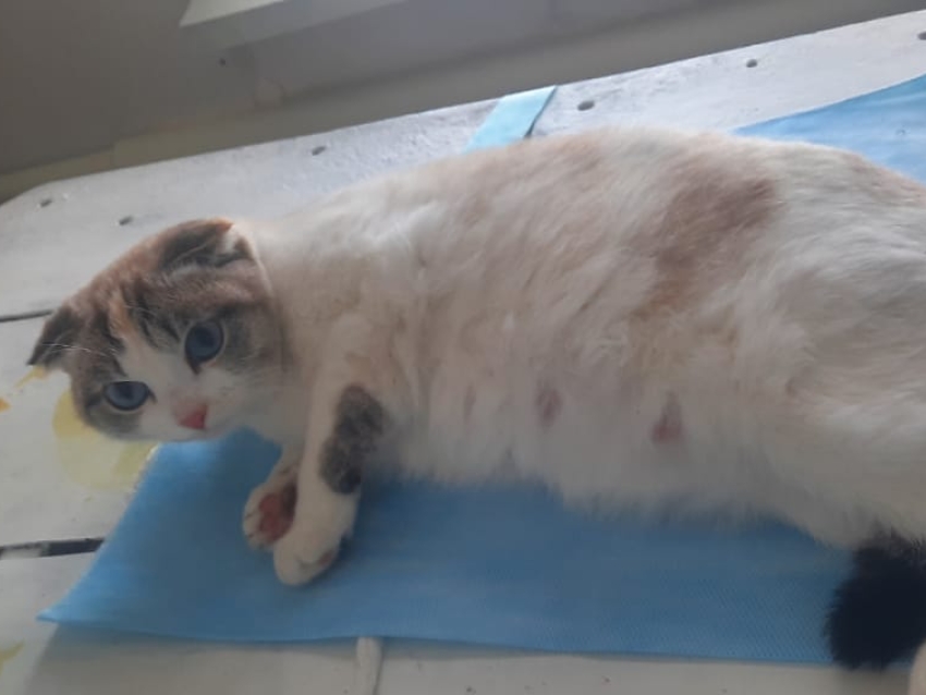 Калганские ветеринарные врачи провели редкую операцию кошке – кесарево сечение